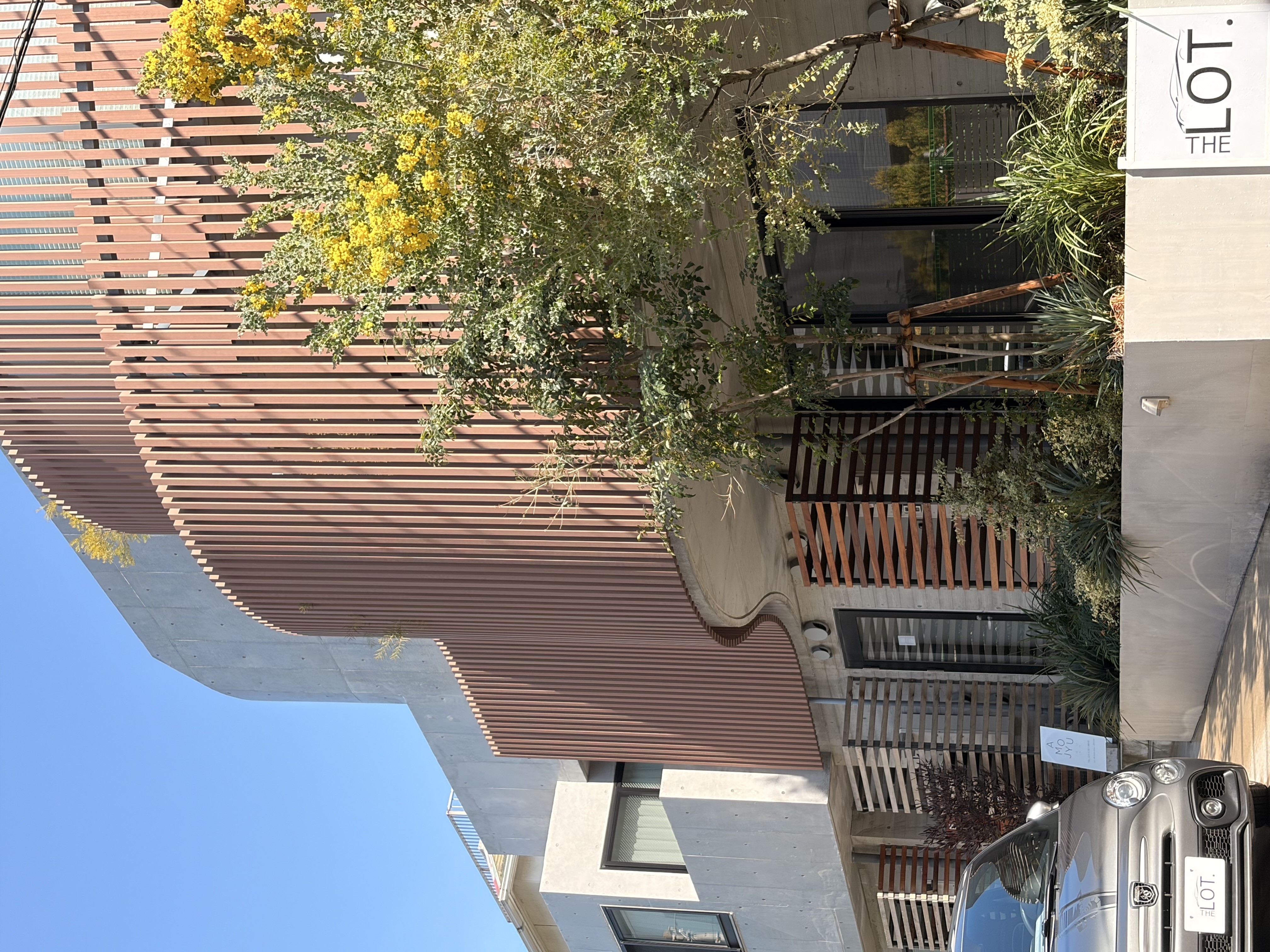 THE LOT.のミモザ